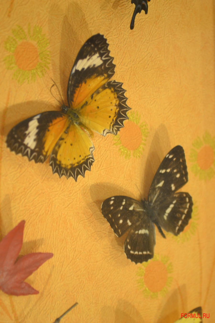 ����� ��������� ������ �������