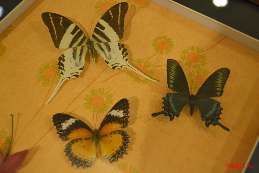 ����� ��������� ������ �������